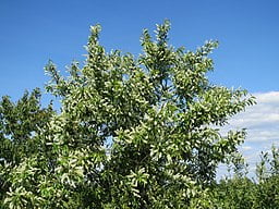 Wild Black Cherry (Prunus serotina) tree