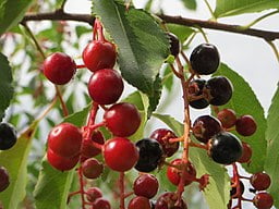 Fruit of Wild Black Cherry (Prunus serotina)