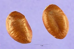 Seeds of Pawpaw (Asmina triloba)