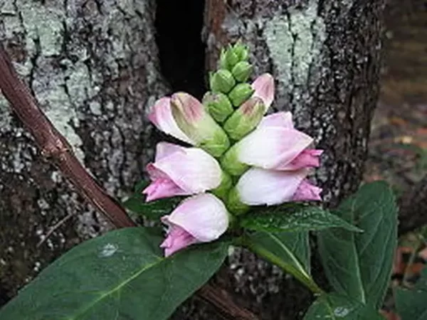 Pinkish-white flowers of turtlehead (Chelone glabra) in a wooded setting.