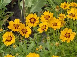 Multiple flowers of Lance-leaf Coreopsis (Coreopsis lanceolata)