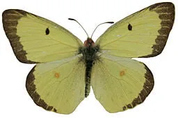 Clouded Sulphur (Colias philodice) Butterfly