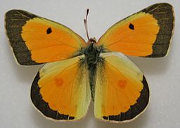 Orange Sulphur (Colias eurytheme) on Fabric Butterfly