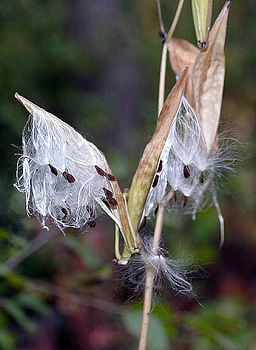 Swamp Milkweed (Asclepias incarnata) fruit