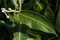 Leaf of Showy Milkweed (Ascelpias speciosa)