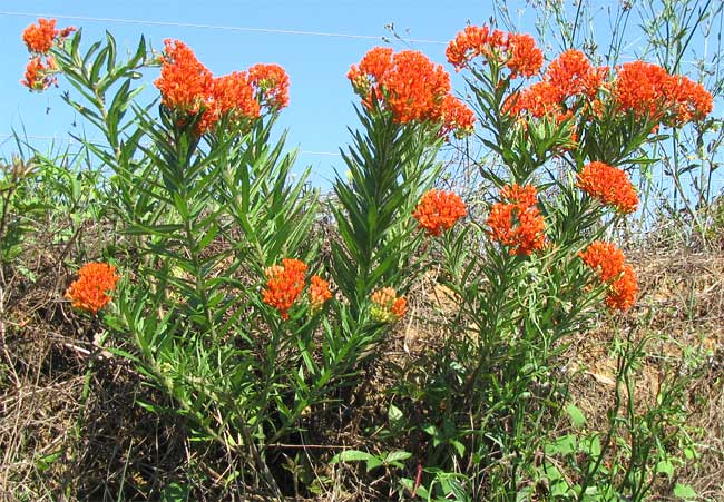 Butterfly Weed (Ascepias tuberosa) plants on a roadside