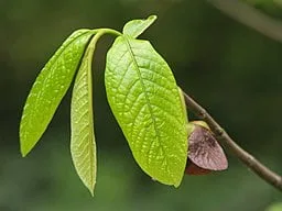 Leaves of Pawpaw (Asimina triloba) with a flower in background