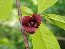 Flower of Pawpaw (Asimina triloba) with leaves in background