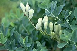 Fruit of Wild Indigo (Baptisia australis)