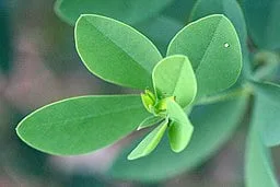 Leaves of Wild Indigo (Baptisia australis)