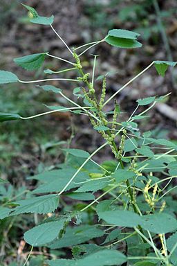 False Nettle (Boehmeria cylindrica) in a wooded setting