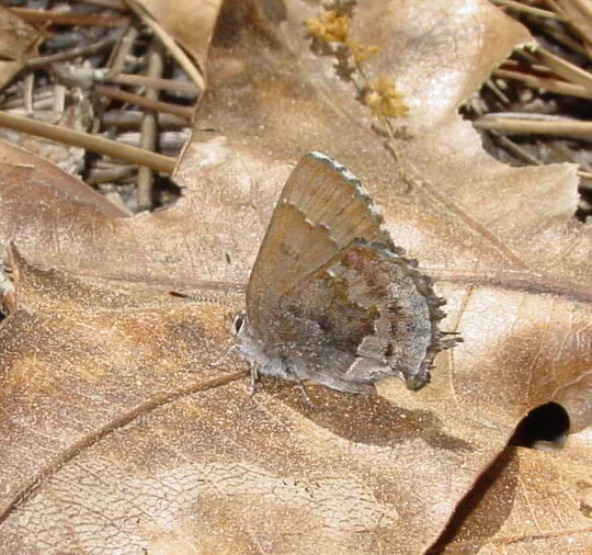 Frosted Elfin (Callophrys irus) butterfly on a leaf