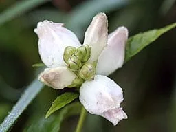 Flower of Turtlehead (Chelone glabra)