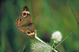 Common Buckeye Butterfly on a flower