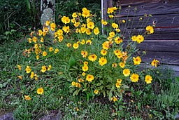 Plant of Lance-leaf Coreopsis (Coreopsis lanceolata) growing next to a structure