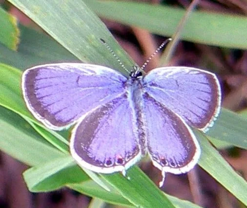 Eastern Tailed Blue Butterfly
