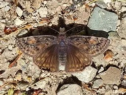 Juvenal Duskywing (Erynnis juvenalis) on ground