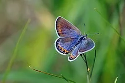 Karner Blue Butterfly on a twig