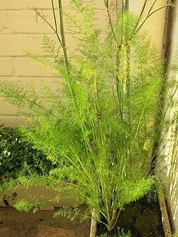 Plant of Sweet Fennel (Foeniculum vulgare)