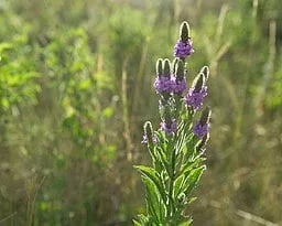 Hoary Vervain (Verbena stricta) flowers