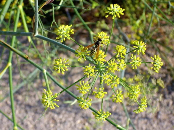 Yellow Sweet Fennel (Foeniculum vulgare)
