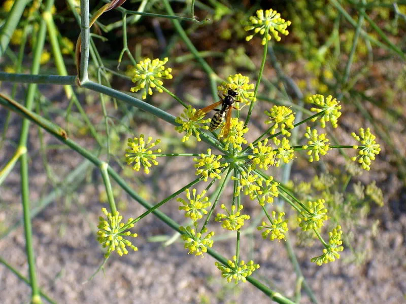 Yellow Sweet Fennel (Foeniculum vulgare)