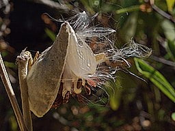 Fruit of Showy Milkweed (Asclepias speciosa)
