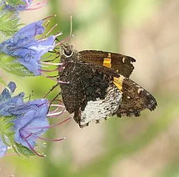 Hoary Edge Butterfly (Achalarus_lyciades) on a blue flower