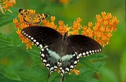 Large Black Pearl Crescent Butterfly (Phyciodes tharos) on butterfly weed
