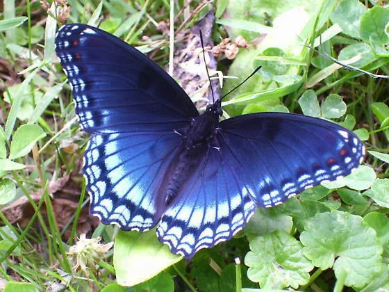 Red Spotted Purple (Limenitis arthemis)