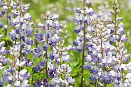 Flowers of Lupine (Lupinus perennis) in a field