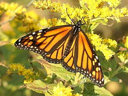 Monarch butterfly (Danaus gilippus) on a goldenrod.