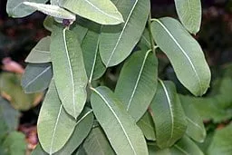 Leaves of Common Milkweed (Asclepias syriaca)