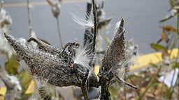 Seed Pod of Common Milkweed (Asclepias syriaca)