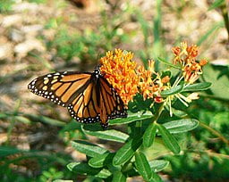 Monarch Butterfly on Butterfly Weed