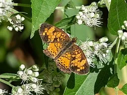 Northern Crescent butterfly on flower