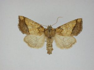 Rigid Sunflower Borer Moth on a white background