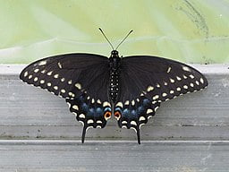 Black Swallowtail Butterfly on wood