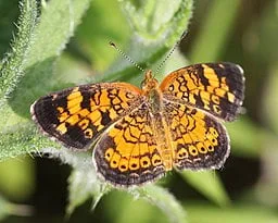 Pearl Crescent butterfly on a leaf