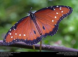Queen Butterfly (Danaus gilippus) with a wooded background