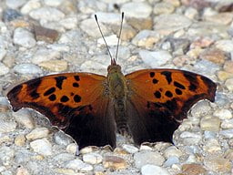 Question Mark Butterfly on stony ground