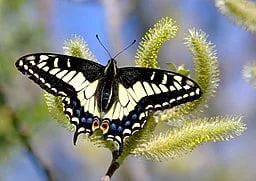 Anise Swallowtail (Papilio zelicaon)