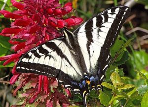 Pale Swallowtail on a red flower