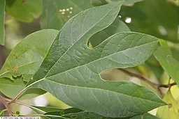 Sassafras (Sassafras albidum) leaf