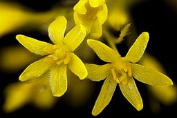 Yellow flower of Sassafras (Sassafras albidum)