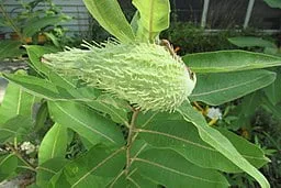 Seed pod of Purple Milkweed (Asclepias purpurascens)