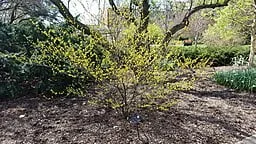 Spicebush (Lindera benzoin) in flower