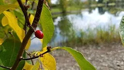Lindera | Spicebush