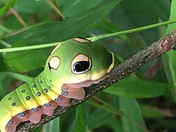 Spicebush Swallowtail caterpillar