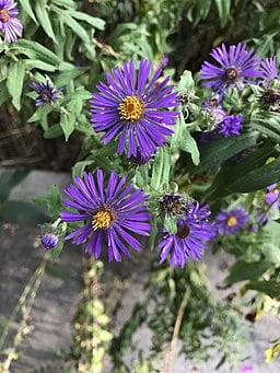 Deep purple flowers of New England Aster (Symphyotrichum novae-angliae)